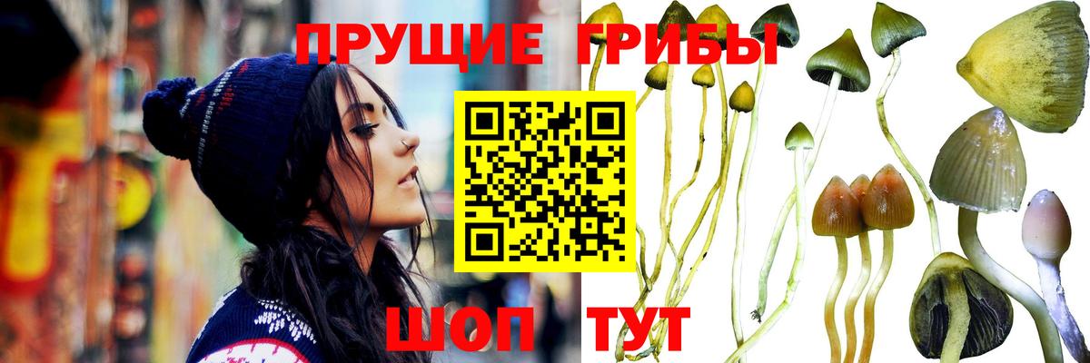 Галлюциногенные грибы Psilocybe Волжск